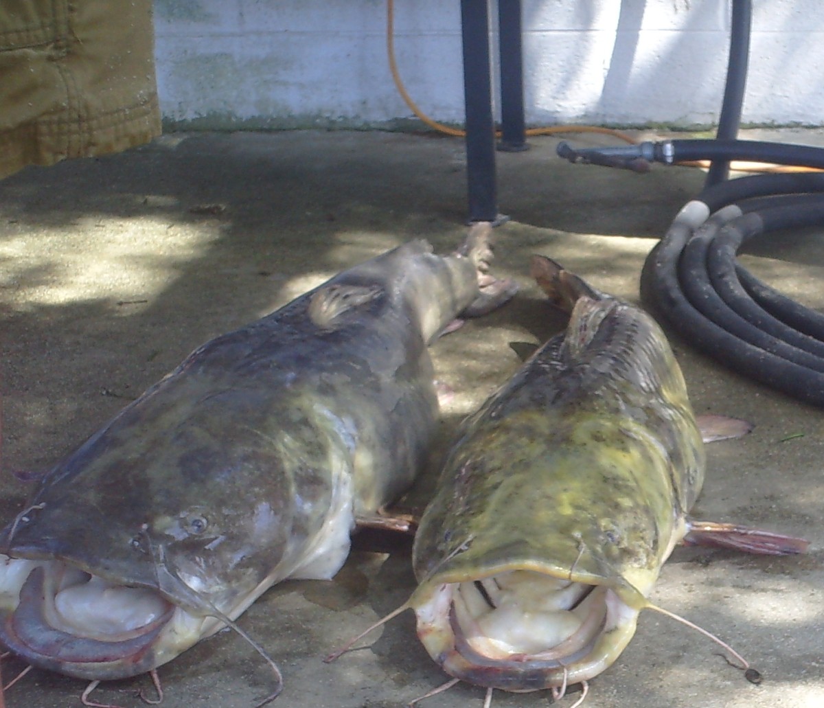 How To Catch Big Catfish Part 1 Where and When to Catch Catfish in Lakes, Rivers and