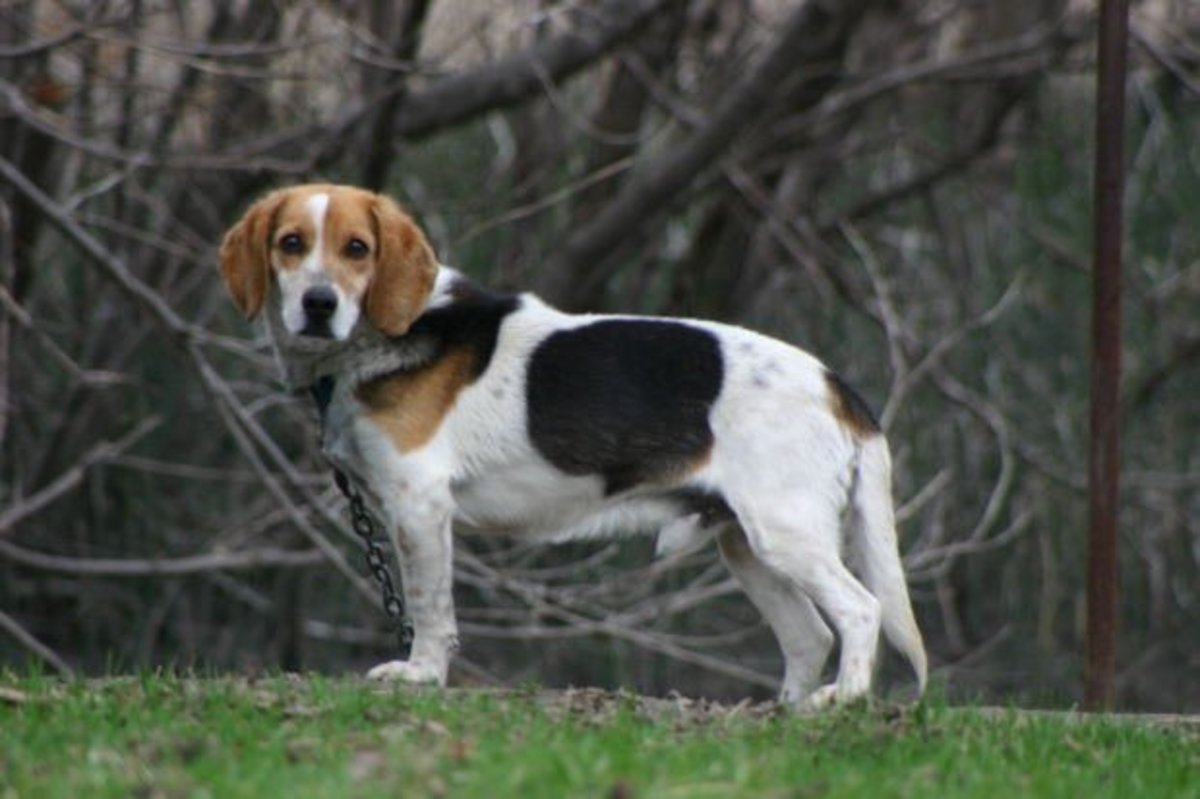 How to Train Your Scent Hound Dog to Come When Called PetHelpful