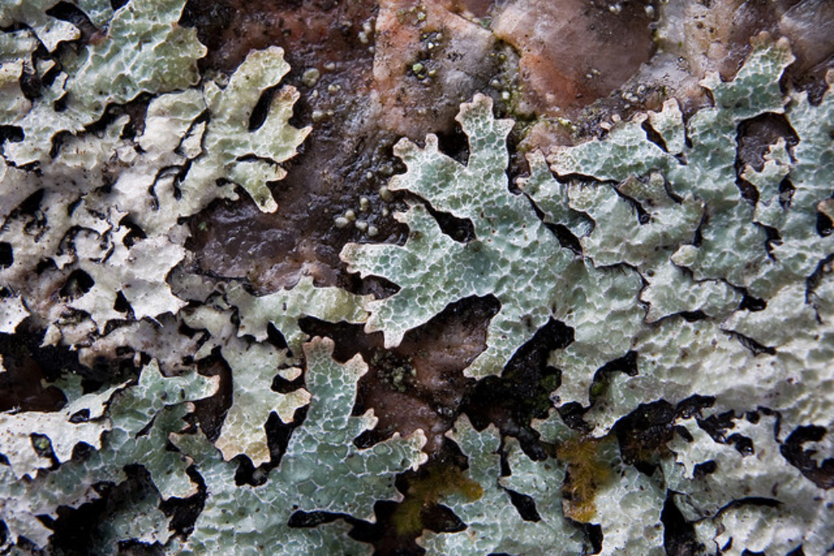 Macrophotography / Microphotography of Lichen; 67 Macrophotographic