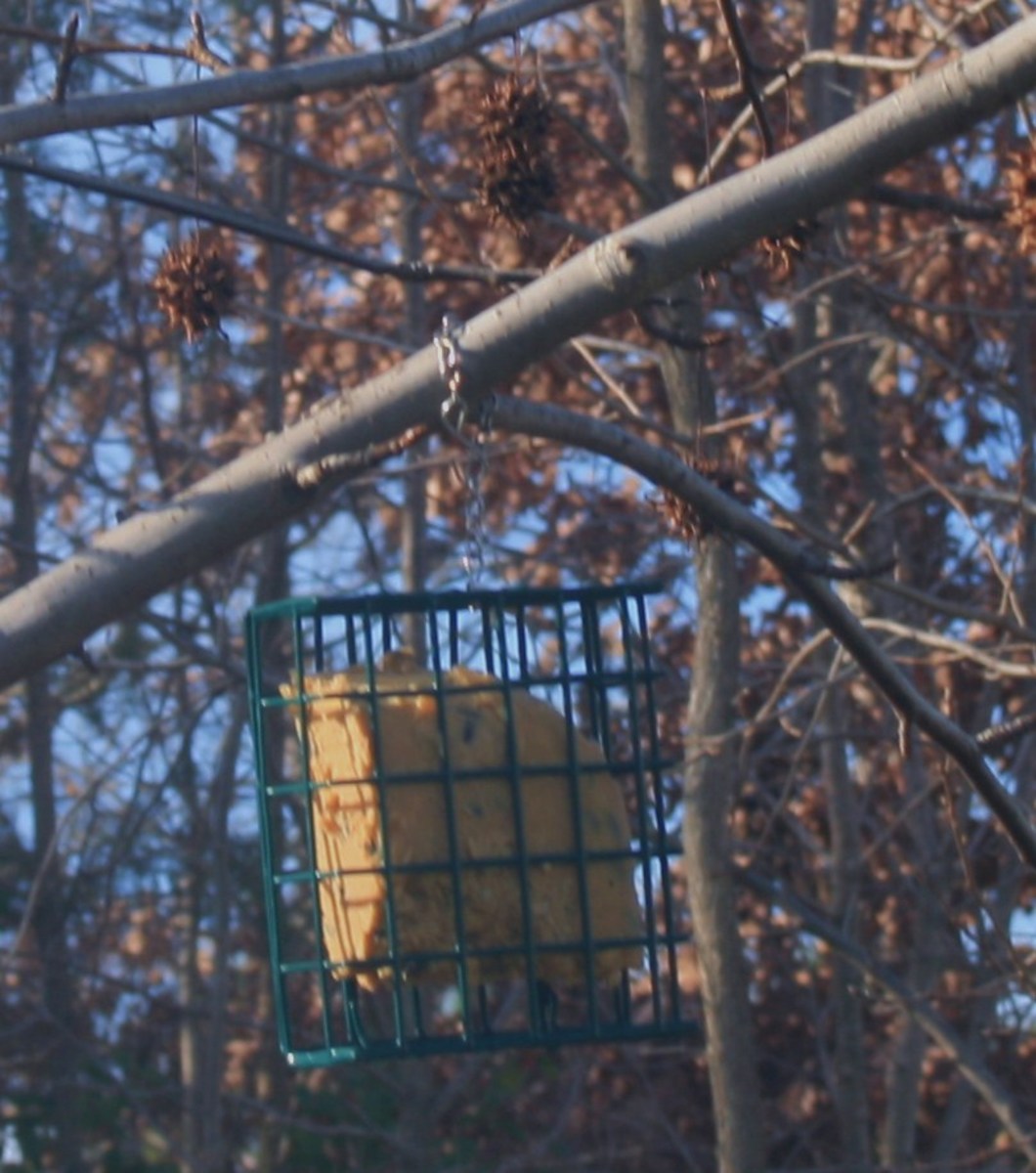 Easy Suet Recipes HubPages