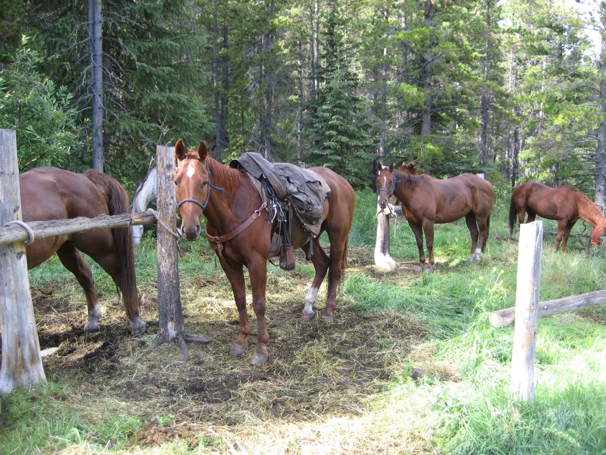 How to Gentle Break a Horse for Riding PetHelpful