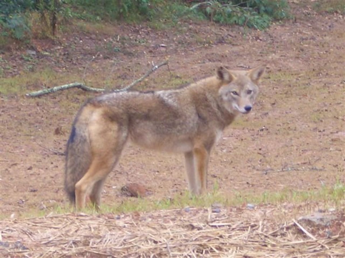 The Coyote, Coydogs, Coywolves, and Coyotes in Urban Environments