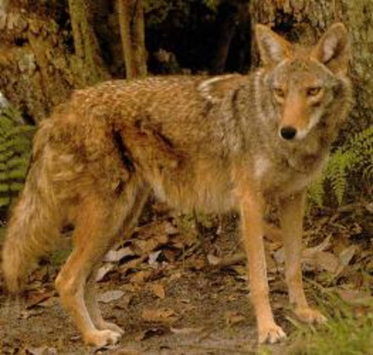The Coyote, Coydogs, Coywolves, and Coyotes in Urban Environments