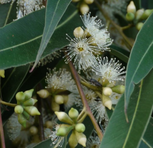 May Gibbs; artist images of Snugglepot, Cuddlepie, Little Lobelia, Ragged Blossom eucalyptus