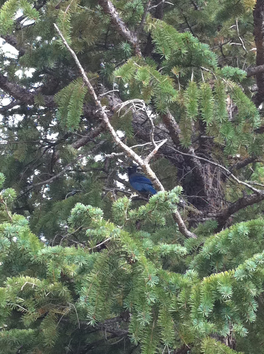 Vacation Guide to Estes Park, Colorado HubPages