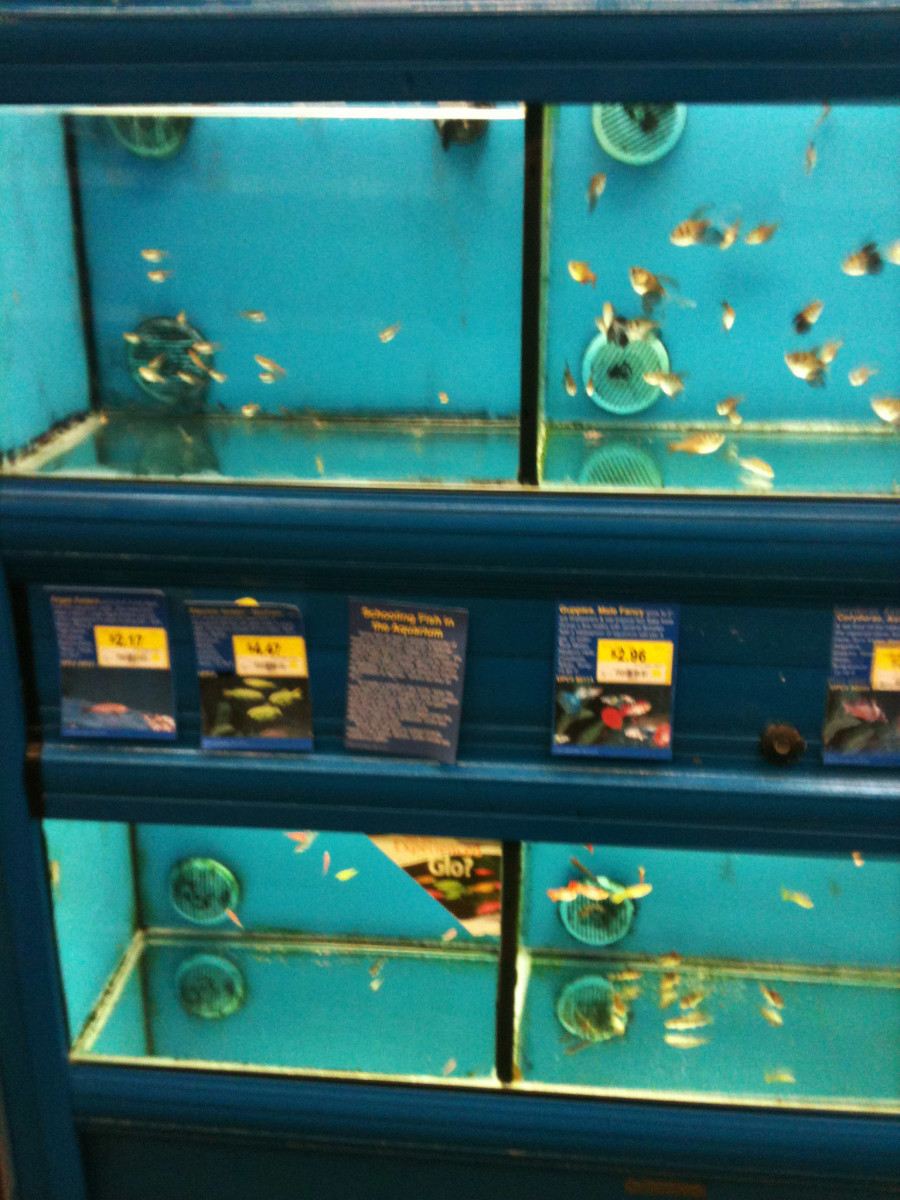 Rescuing Fish from Walmart hubpages