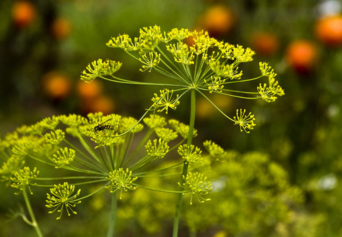 Dill Pests HubPages