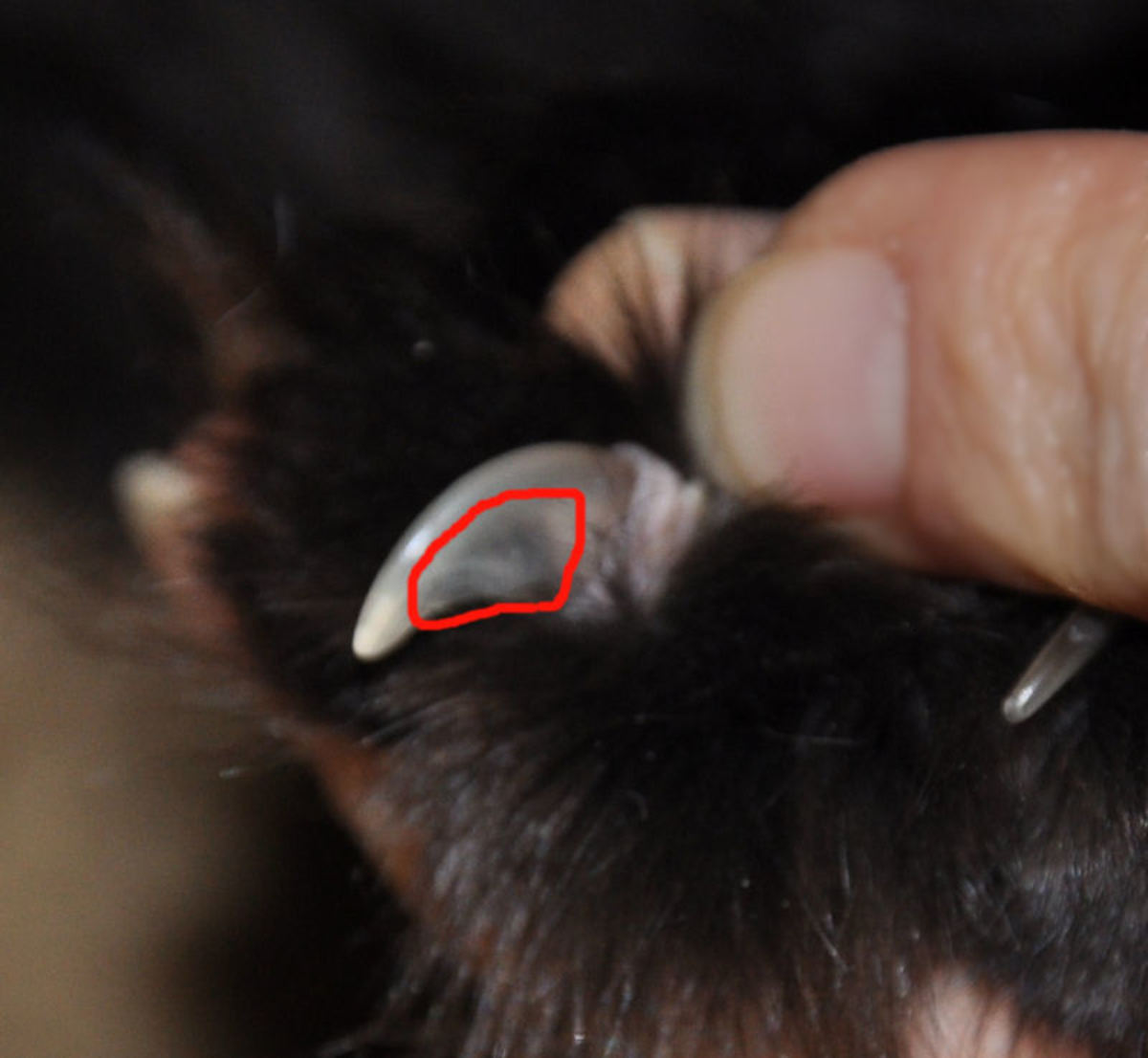 How to Safely Trim a Cat's Claws HubPages
