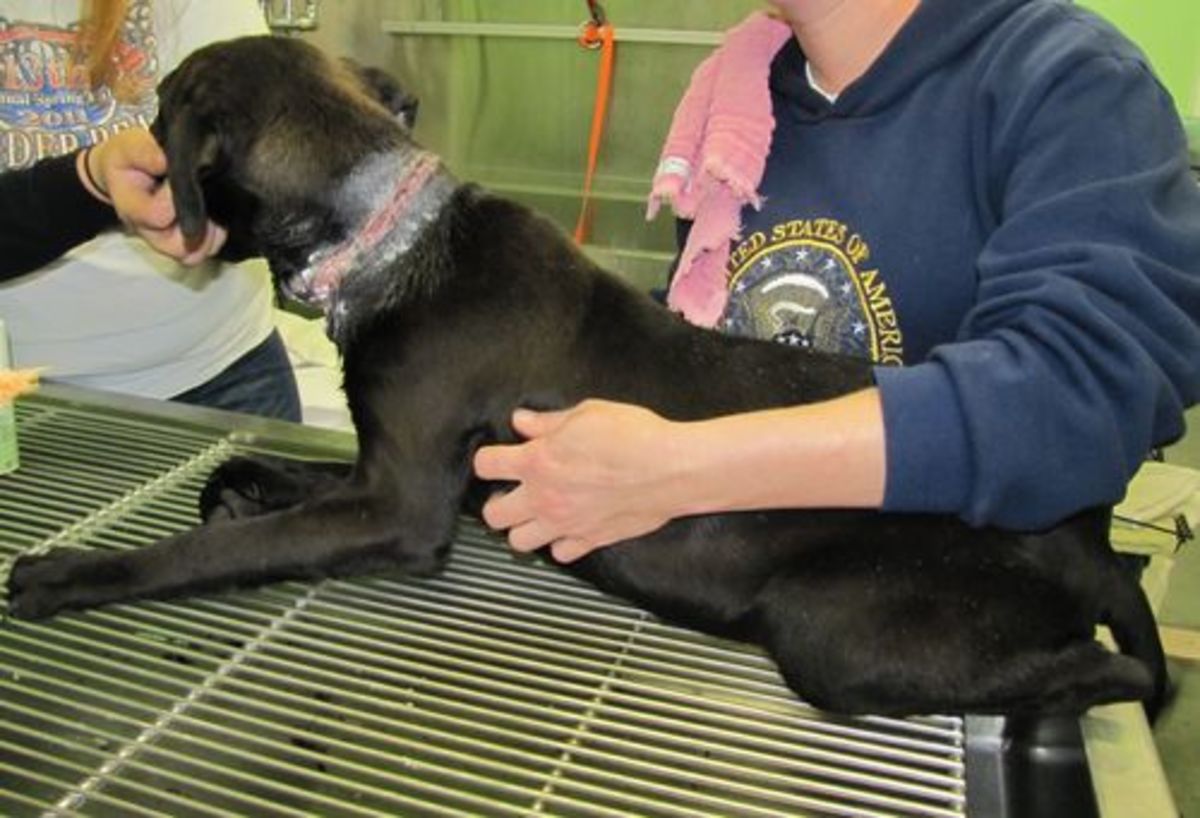 Dog Collars The Good, the Bad, and the Ugly hubpages