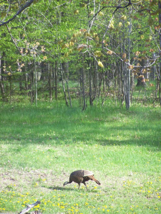 Bird Watching in Our Backyard. Wisconsin Birds. HubPages