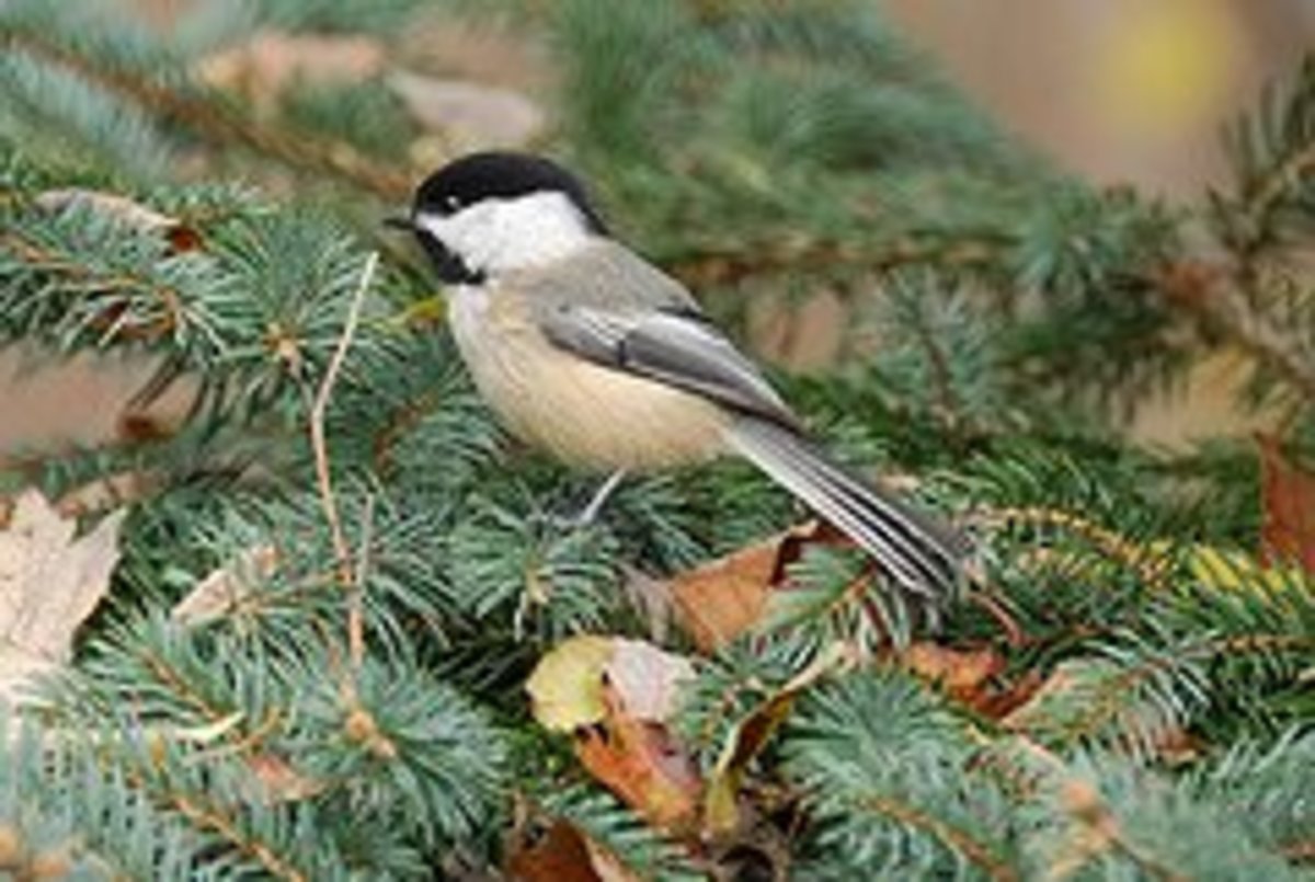 The Perfect BirdFriendly Evergreen Plants Dengarden