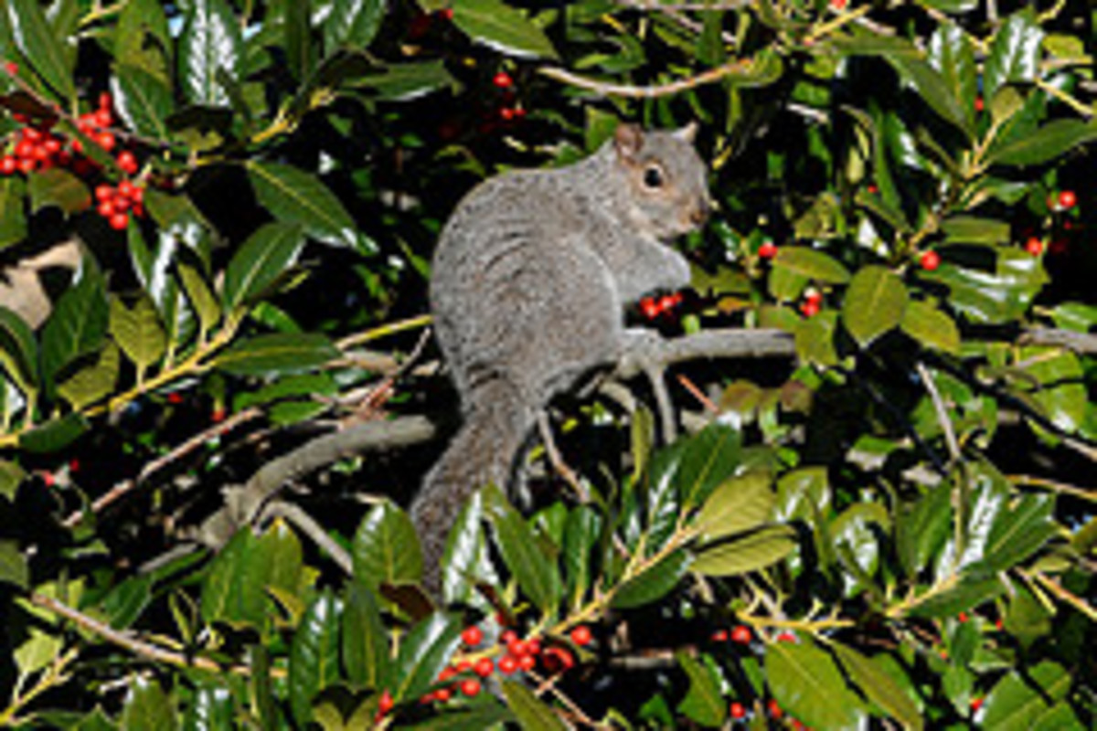 The Perfect BirdFriendly Evergreen Plants Dengarden