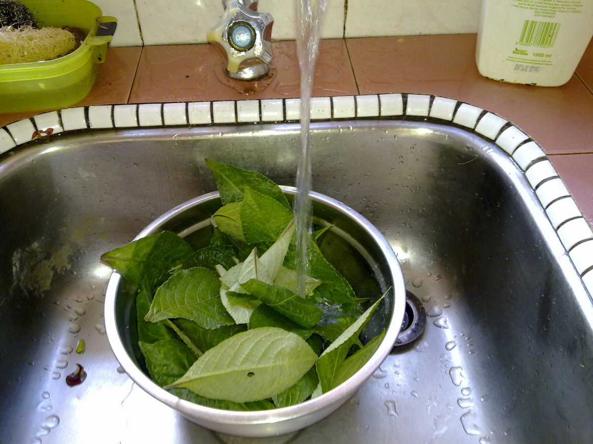 How To Plant Green Tea Leaves In Your Garden