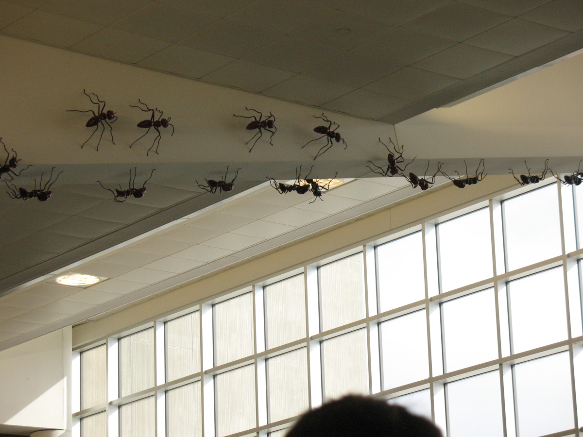 15 Things Your Exterminator Won’t Tell You Reader's Digest