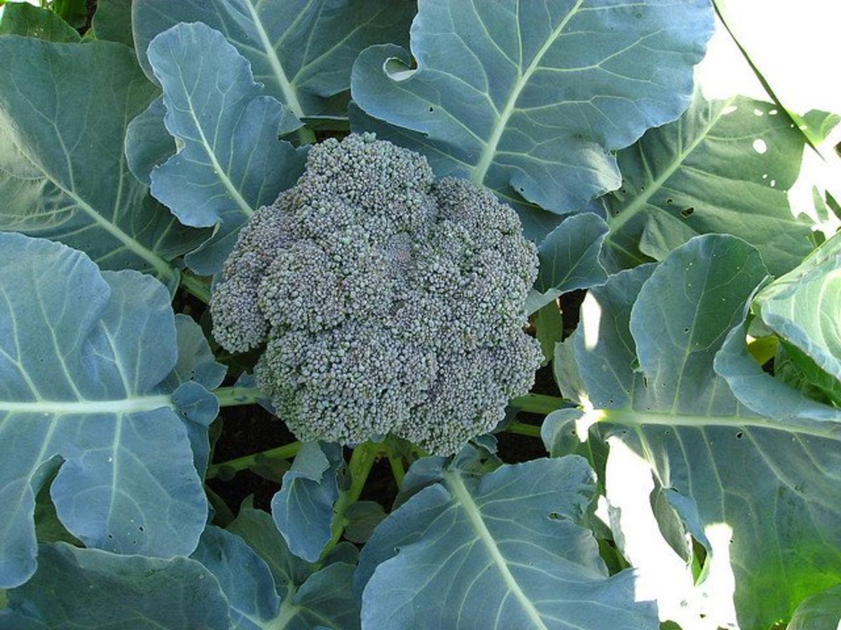 How to Grow Broccoli in Containers Dengarden