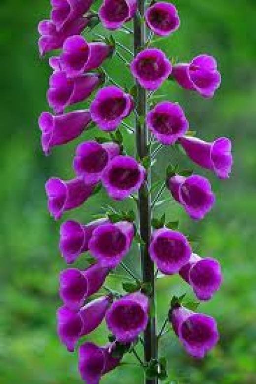 All Those Bell Shaped Flowers Dengarden