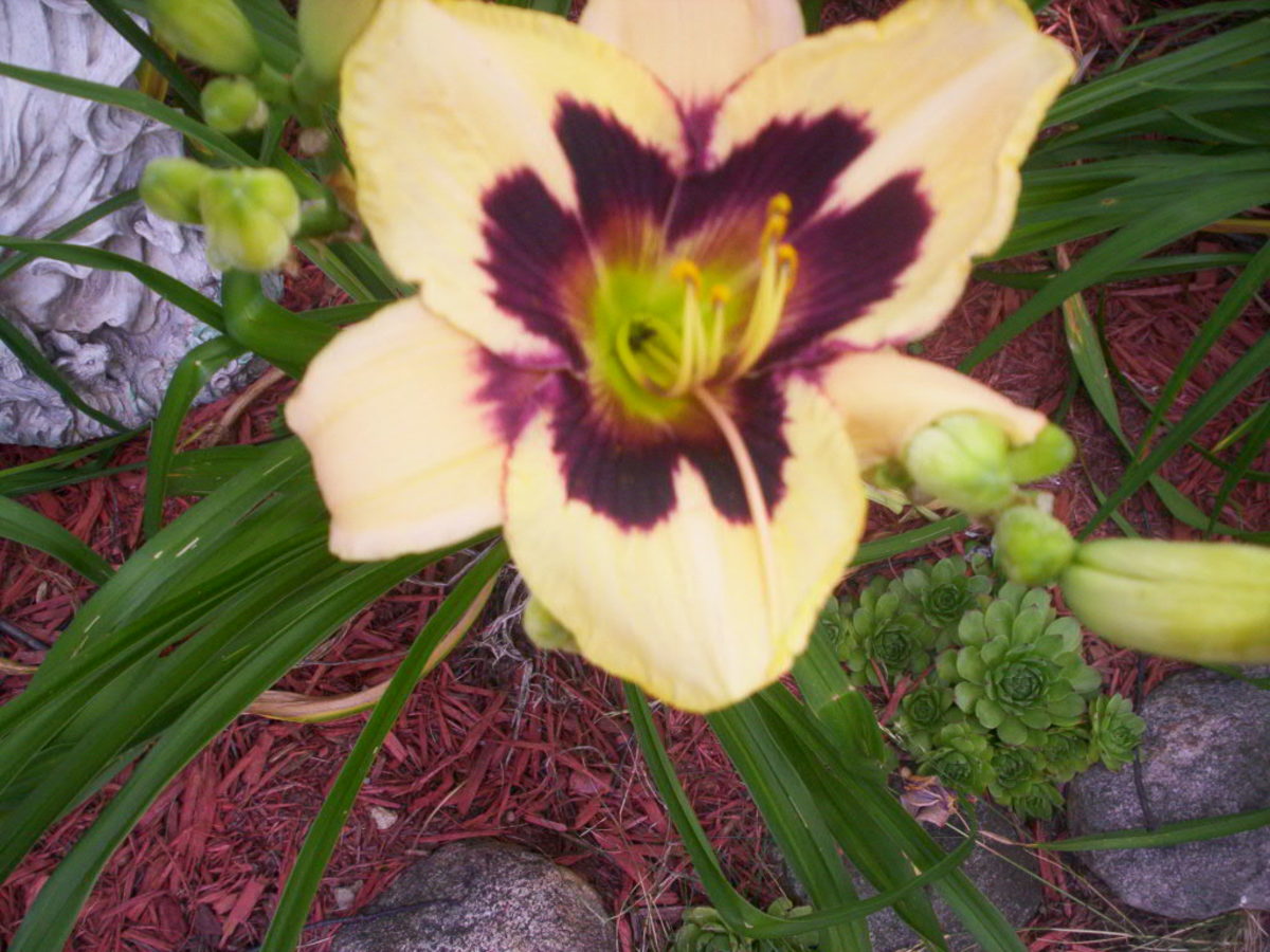 The Differences Between Perennial, Biennial, and Annual Plants Dengarden