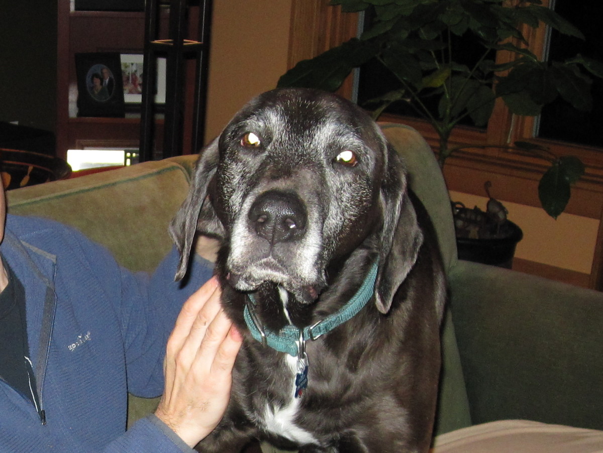 How to Grieve the Loss of a Pet and Say Goodbye to Your Friend PetHelpful