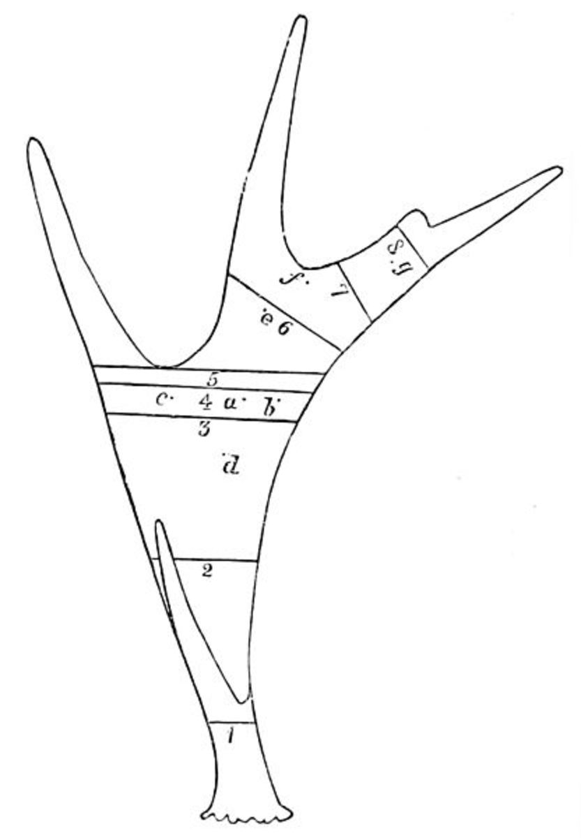 Who Is In The Deer Family HubPages