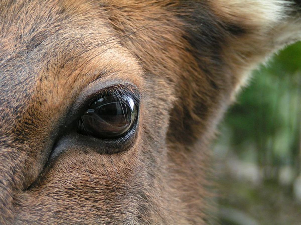 Who Is In The Deer Family HubPages
