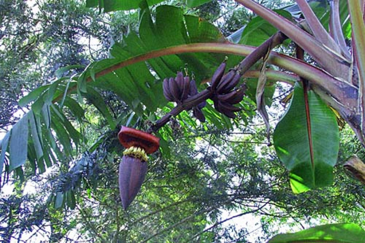 Kinds Of Bananas HubPages