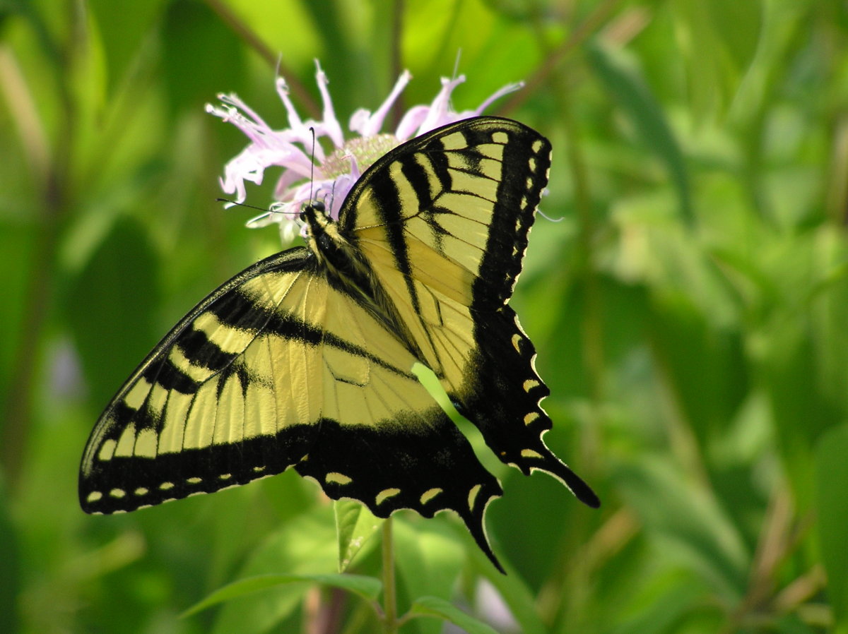 Butterflies & Butterfly Plants of Central Florida hubpages