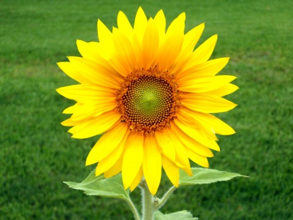 Dead Sunflowers How to Harvest the Seeds