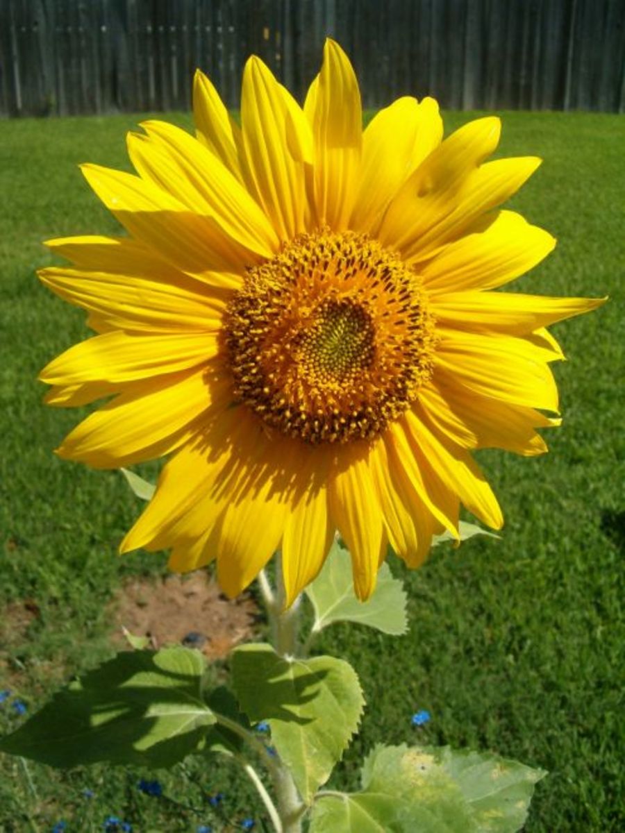 Dead Sunflowers How to Harvest the Seeds