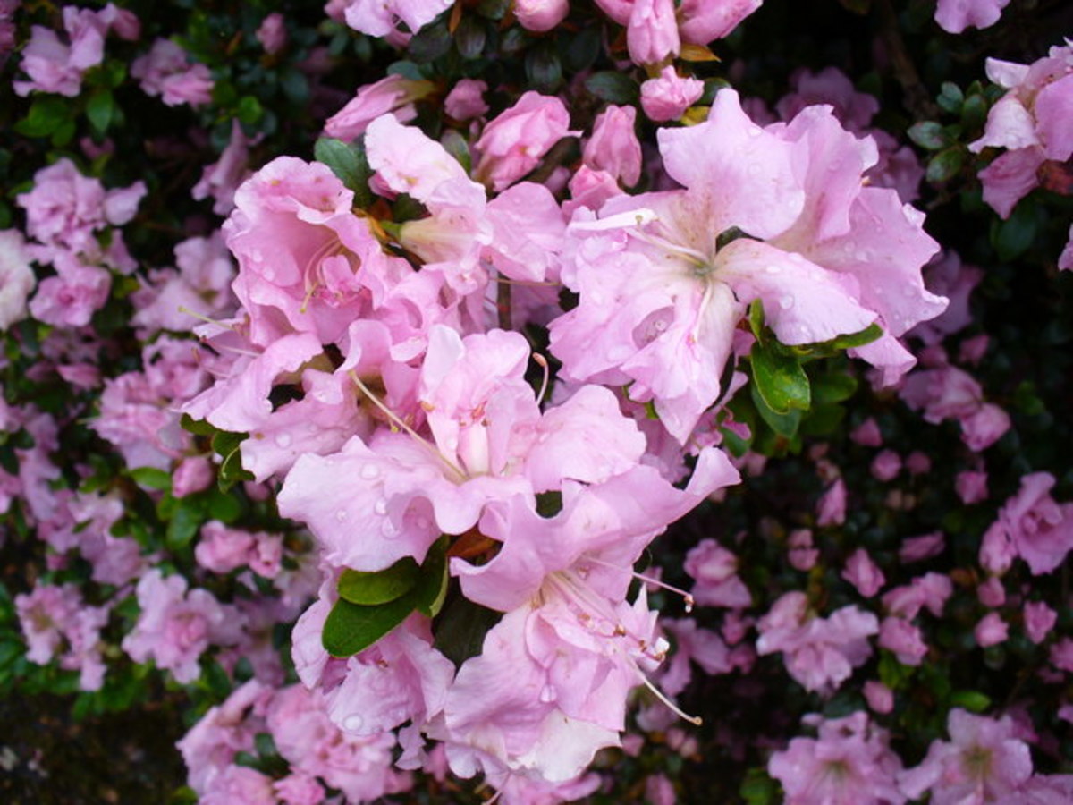 Best Plants for Acid Soil HubPages