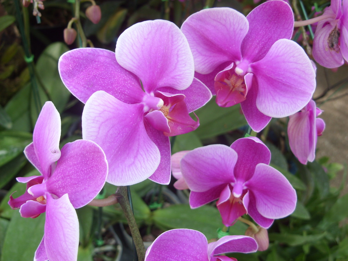 The Chiang Mai Flower Festival in Thailand HubPages