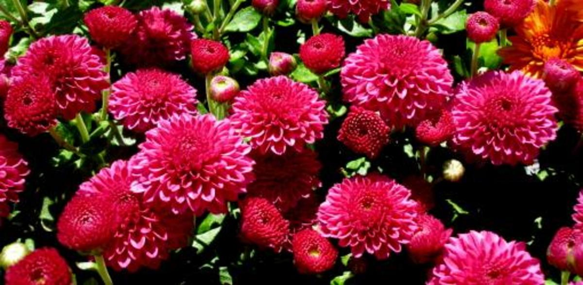 How to Successfully Grow Chrysanthemums HubPages