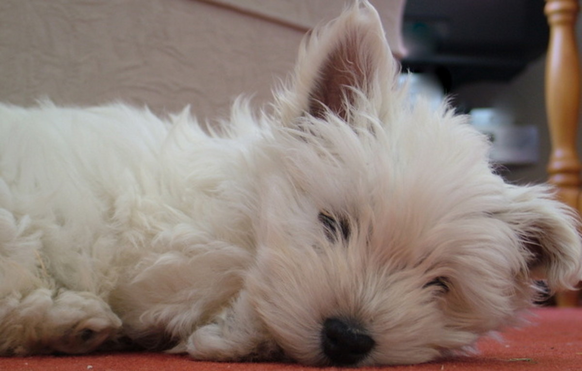 A Day in the Life of a West Highland White Terrier (Westie) HubPages
