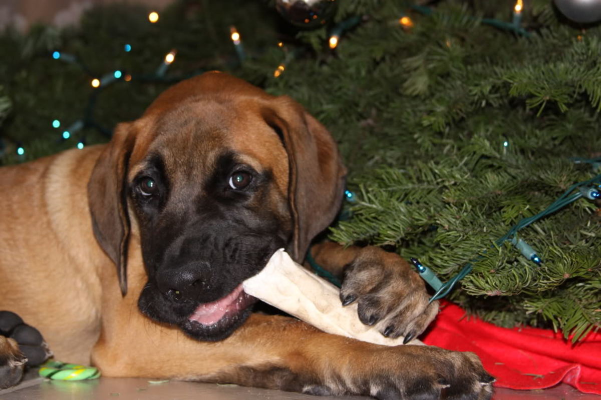 Can Dogs Choke On Chews at Edna Posey blog