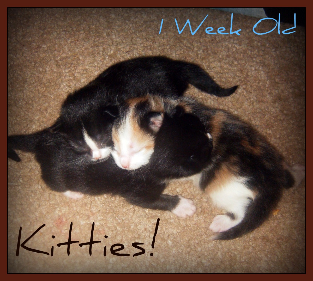 Newborn Kittens What You Need to Know PetHelpful