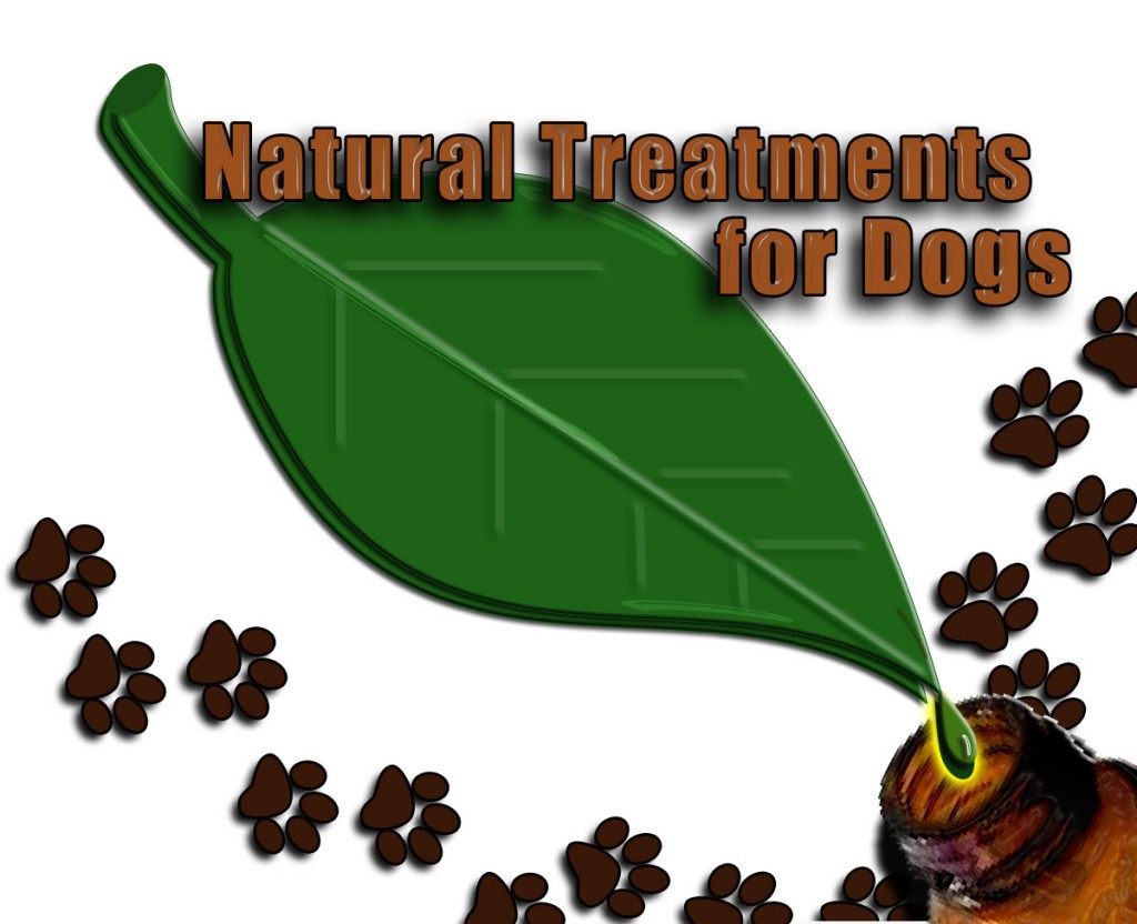 How to Treat Your Dog's Upset Stomach Naturally PetHelpful