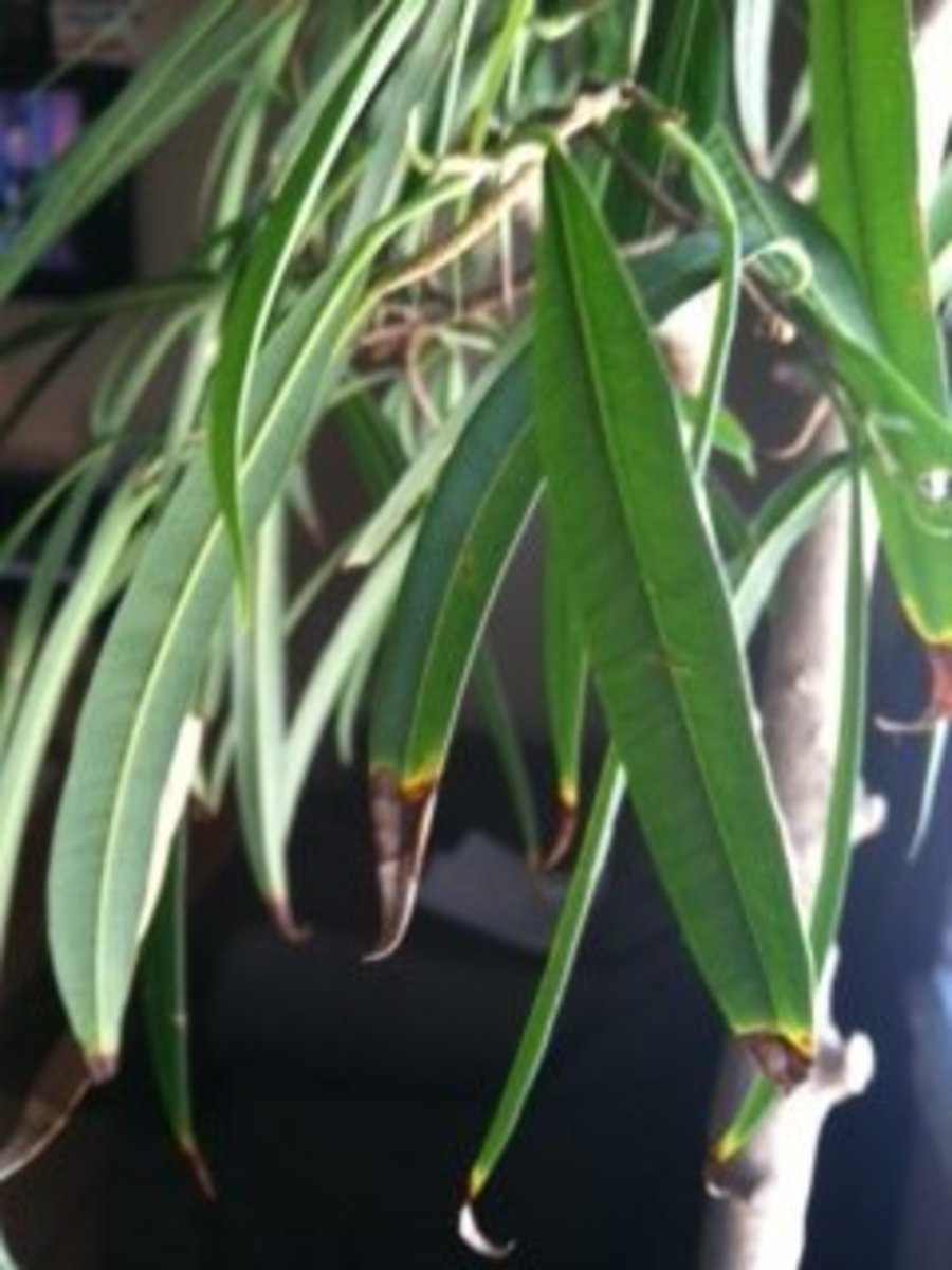 Brown and Crunchy Leaf Tips & Other Signs of Overwatering Dengarden