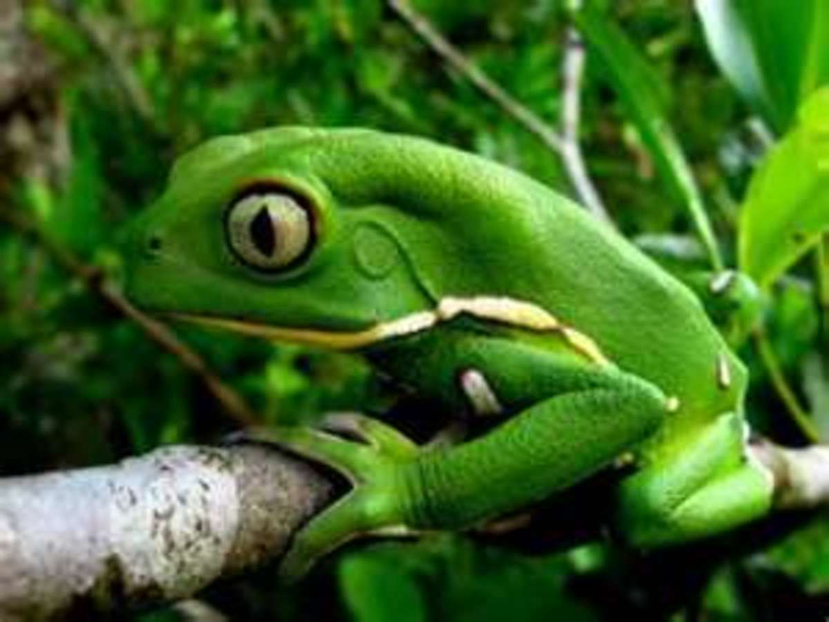 Best Pet Frogs for Beginners PetHelpful