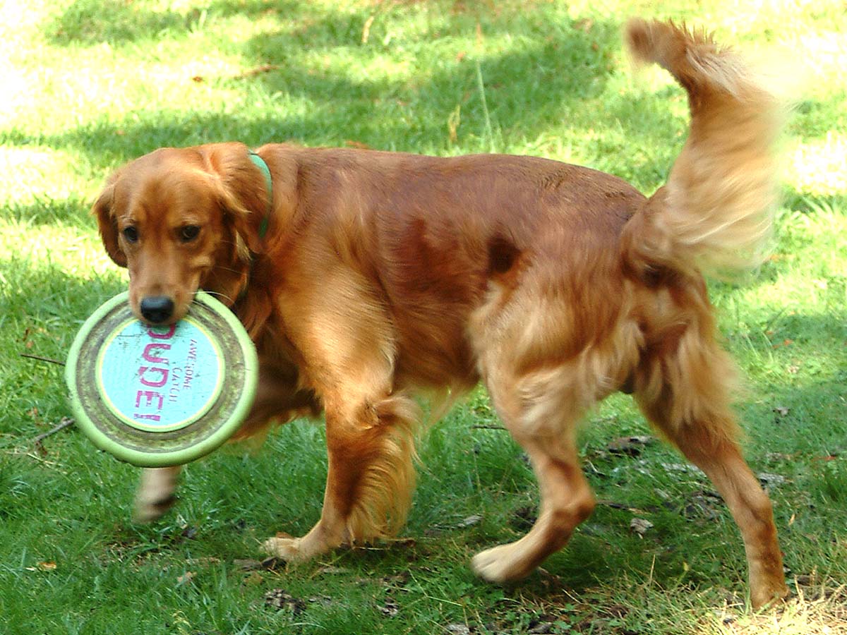 How to Get Rid of Your Dog's Ear Mites Naturally PetHelpful