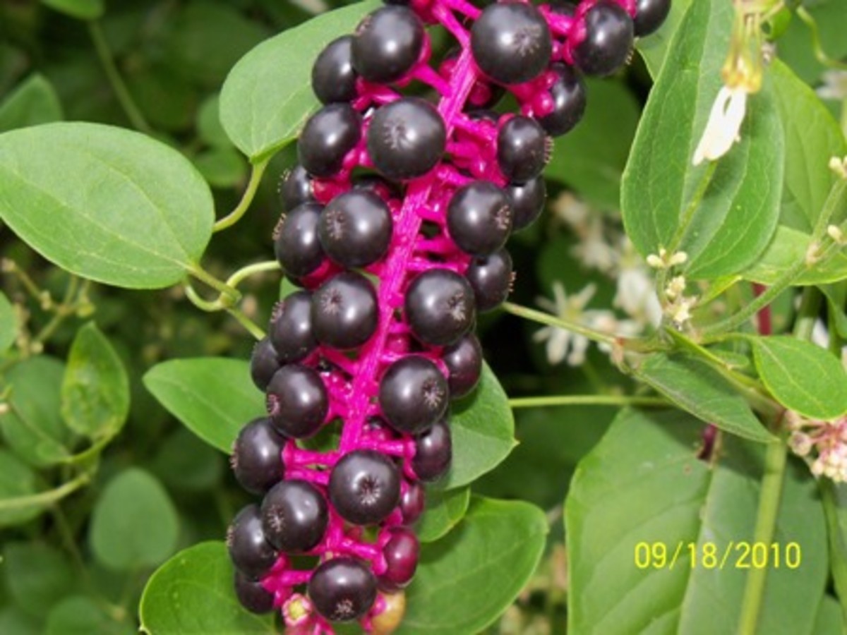 Pokeweed Hub Common ID Site