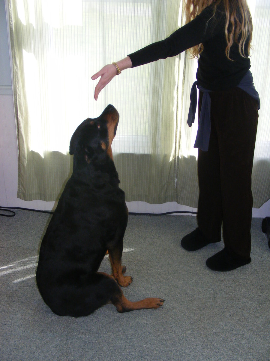 Why Won't My Dog Sit on Its Bottom? (Reasons for "Sideways Sits