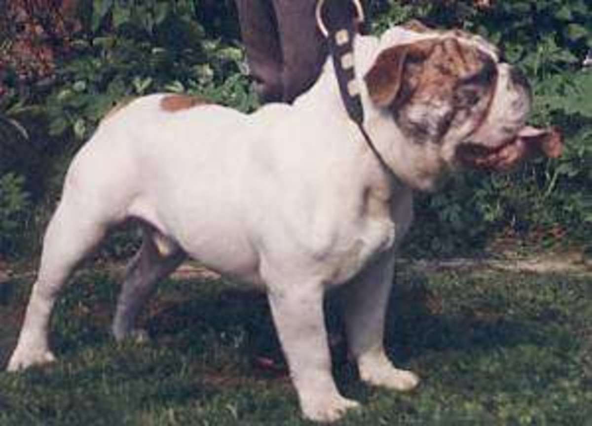 What you should know about English, Victorian, and Olde Tyme Bulldogs