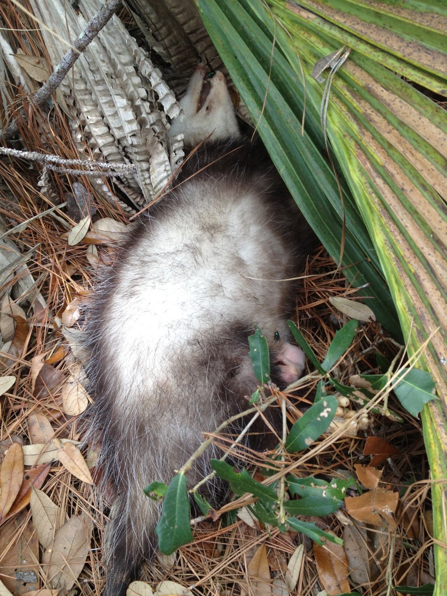 Caring for Baby Possums hubpages