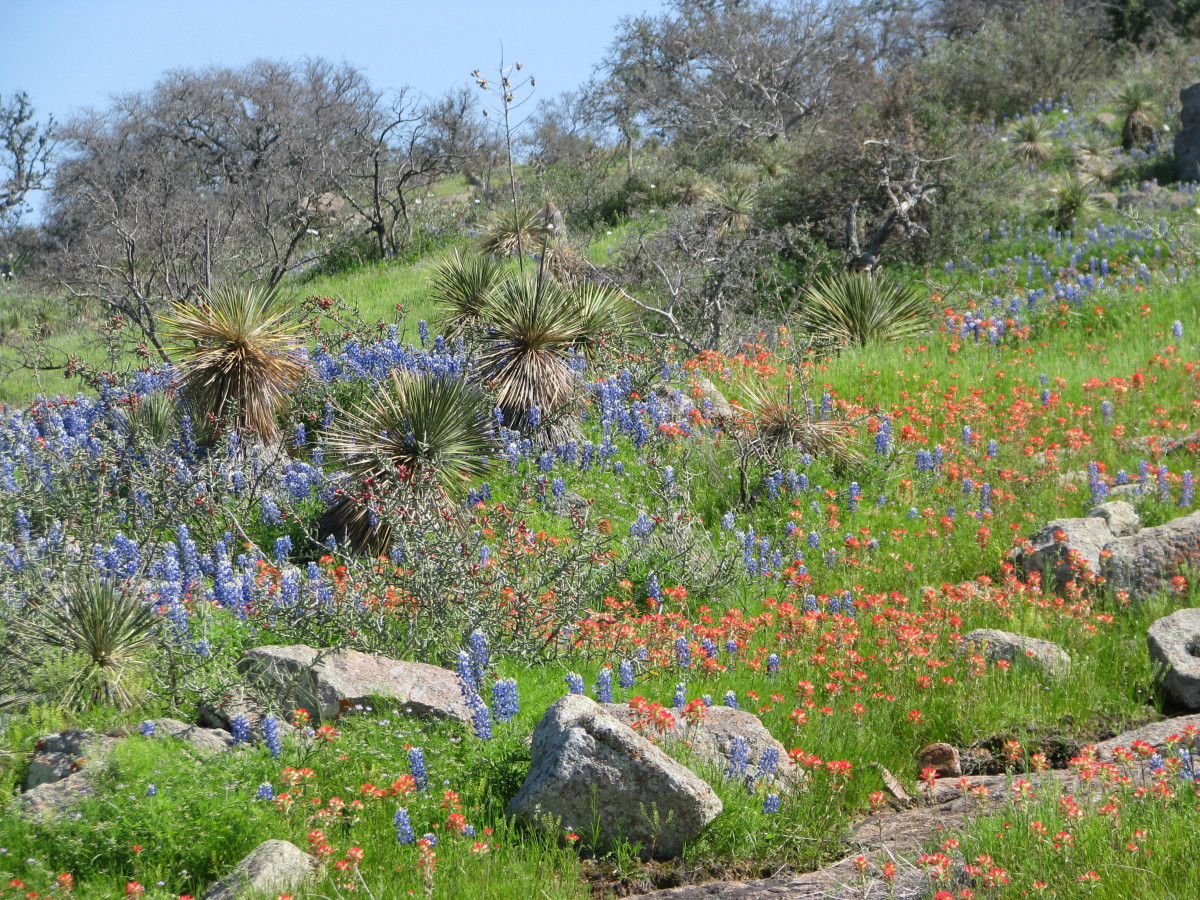 Route for Best Texas Wildflowers with Identification Guide HubPages