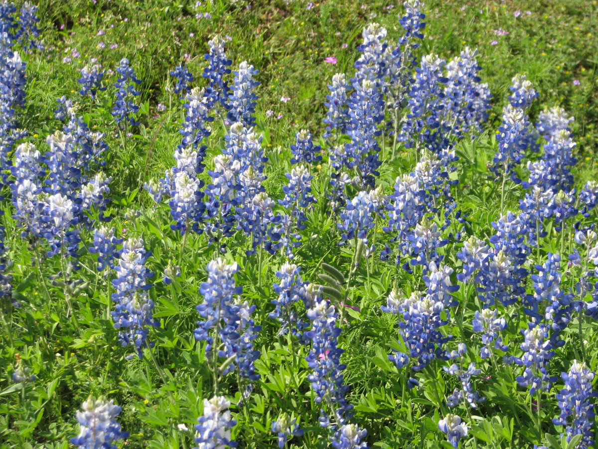 Route for Best Texas Wildflowers with Identification Guide HubPages
