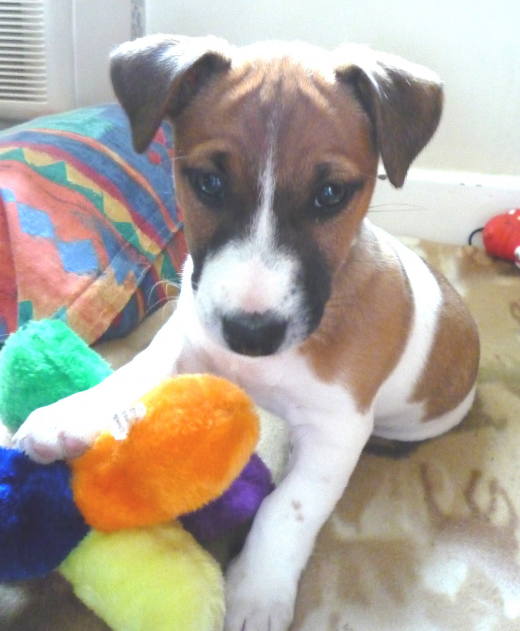 Puppy Training for Jack Russell Puppies hubpages