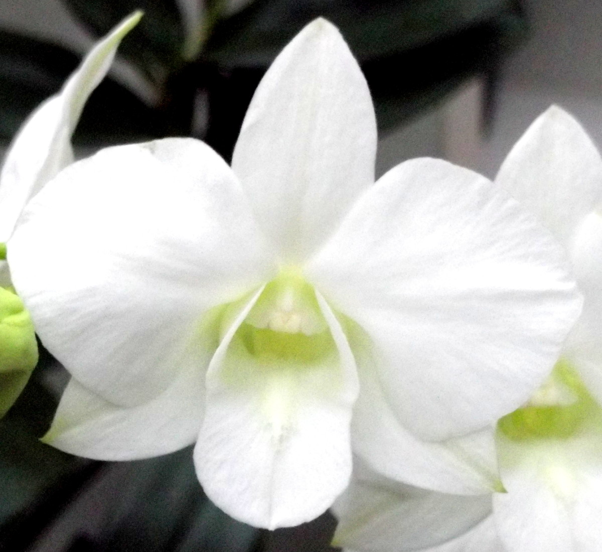 Moth Orchid Color Varieties HubPages