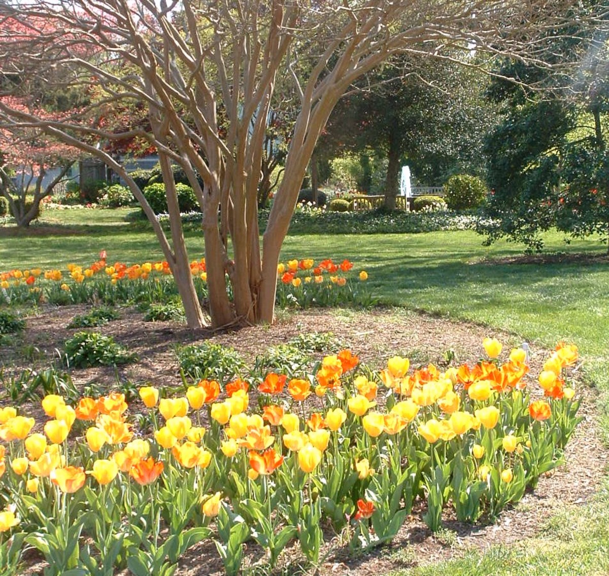 Springtime Fun Lewes Delaware Tulip Festival HubPages