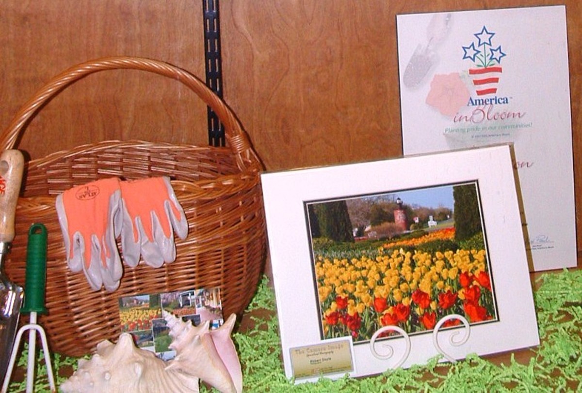 Springtime Fun Lewes Delaware Tulip Festival HubPages