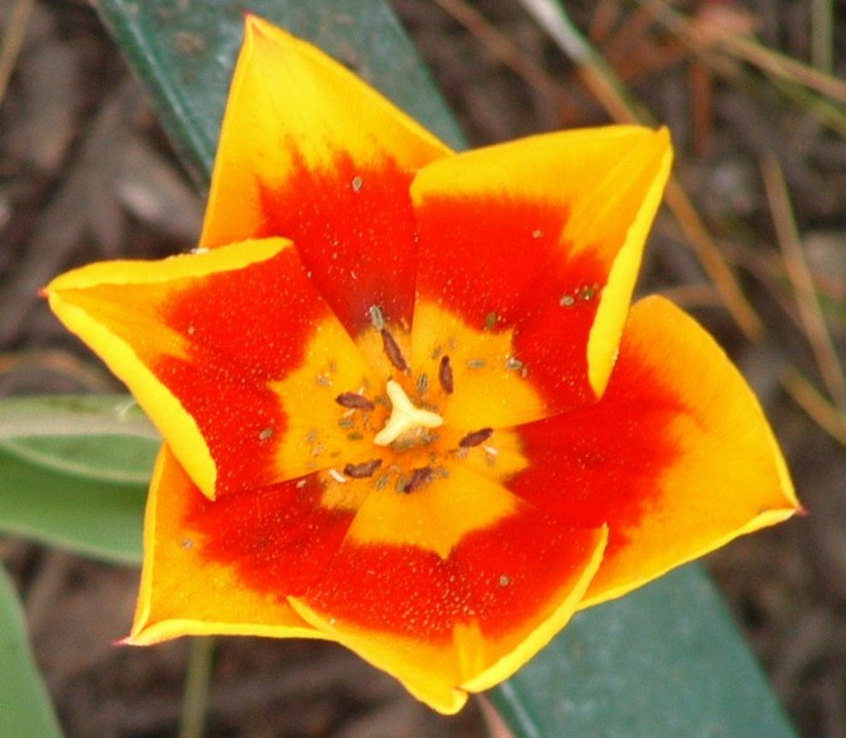 Springtime Fun Lewes Delaware Tulip Festival HubPages