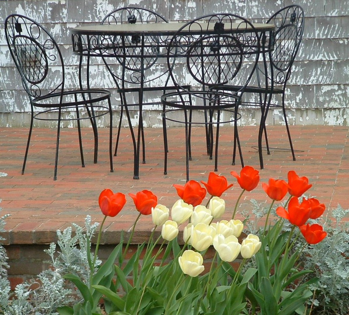 Springtime Fun Lewes Delaware Tulip Festival HubPages